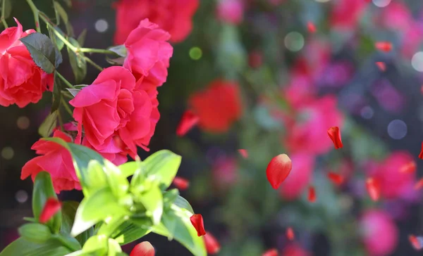 Ένα Φόντο Έντονο Κόκκινο Τριαντάφυλλο Θάμνους Φύση Κήπος Έννοια Κηπουρικής — Φωτογραφία Αρχείου