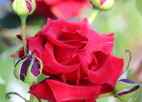 Rosa Rossa Primo Piano Nel Giardino Fiori Concetto Estivo — Foto Stock