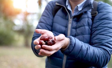 Kestane önü mavi ceketli genç bir adamın ellerinde. Sonbahar. Hasat konsepti