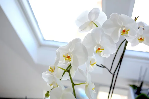 Białe Kwiaty Storczyka Doniczkach Pokoju Przy Oknie Rozproszone Światło Dzienne — Zdjęcie stockowe