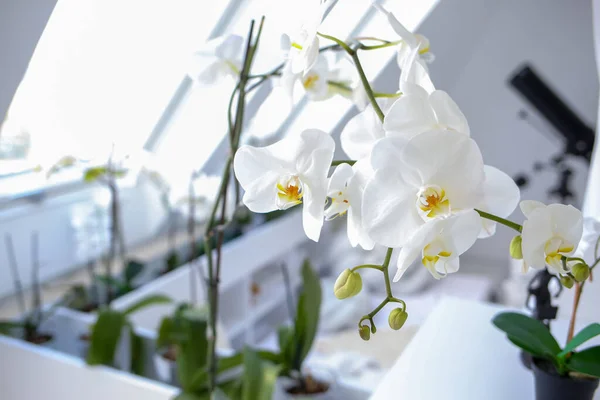 Białe Kwiaty Storczyka Doniczkach Pokoju Przy Oknie Rozproszone Światło Dzienne — Zdjęcie stockowe