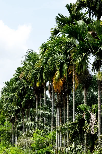 Betel palm — Stock Photo, Image