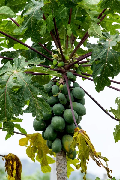 Papaya — Stock Photo, Image