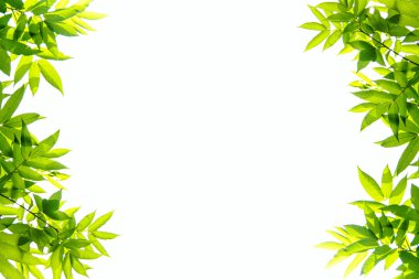 dallar yeşil yaprakları ile