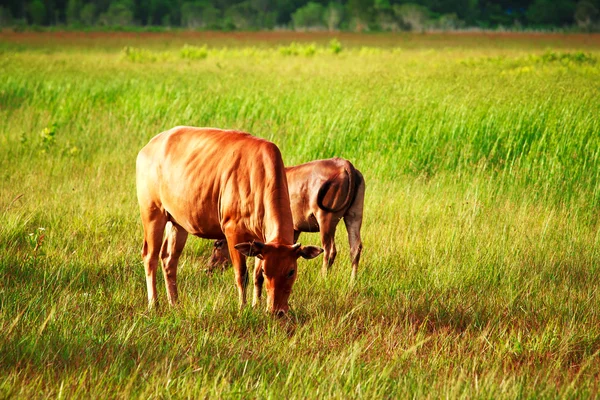 Cows — Stock Photo, Image