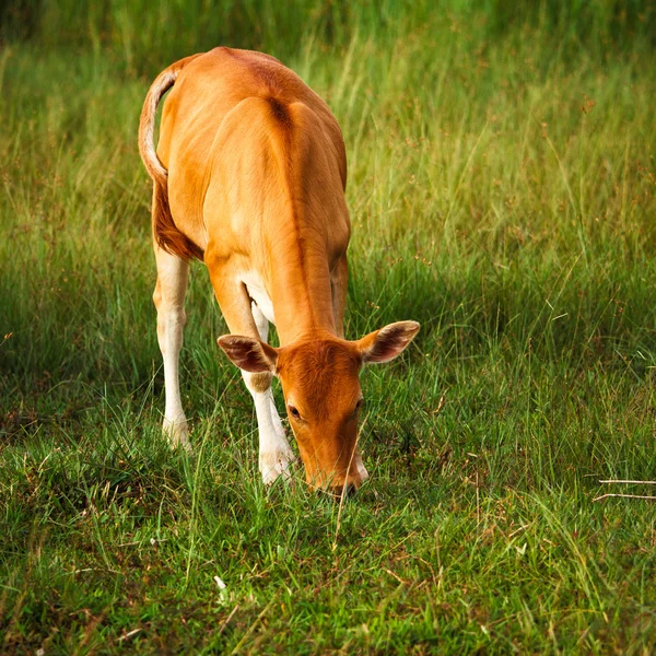 Cows — Stock Photo, Image