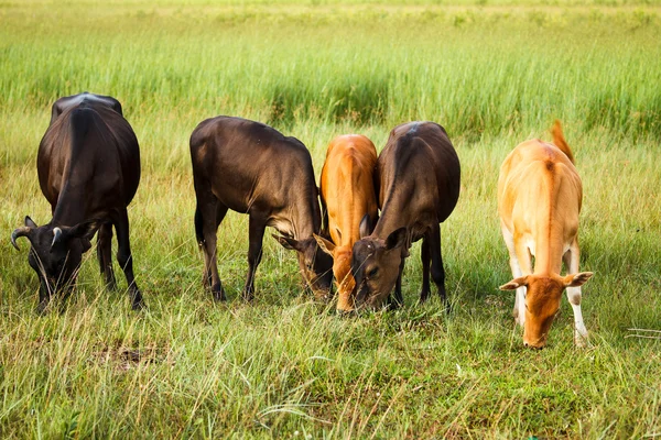 Cows — Stock Photo, Image