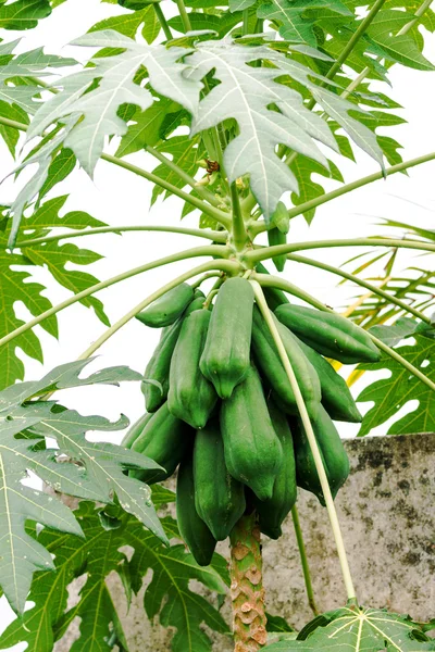 Papaya — Stock Photo, Image