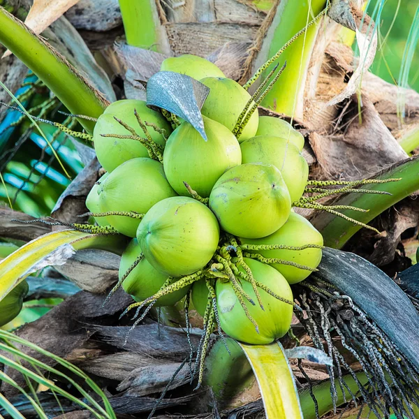 Kokosnoten — Stockfoto