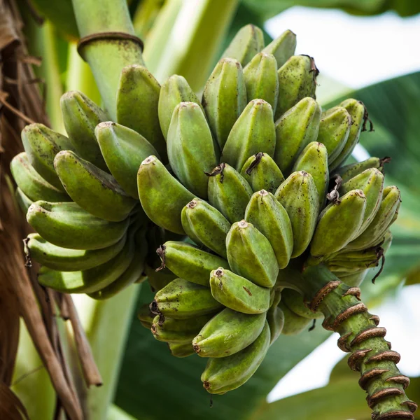 Banana — Stock Photo, Image