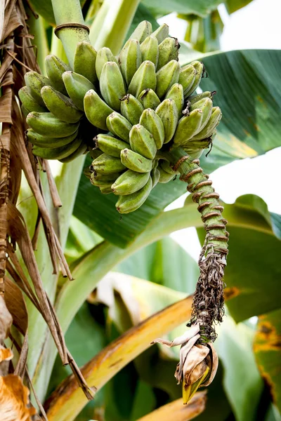 Banana — Stock Photo, Image