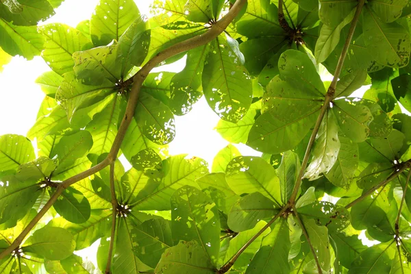 Leaves — Stock Photo, Image