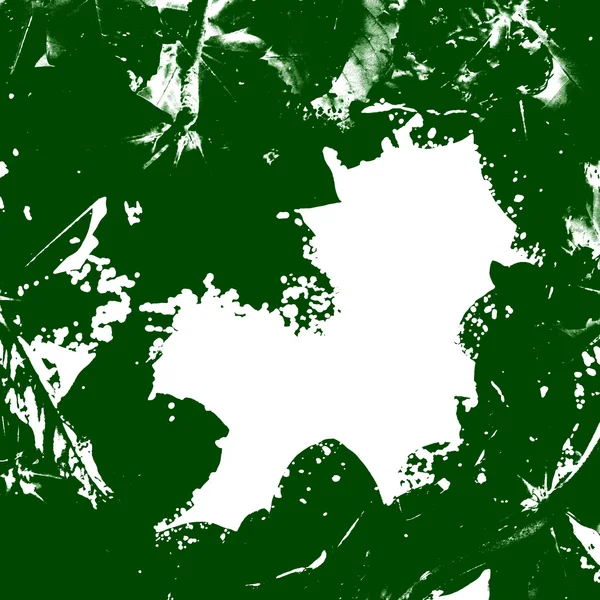 녹색 무늬 잎 — 스톡 사진