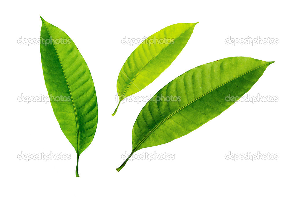 mango Leaves