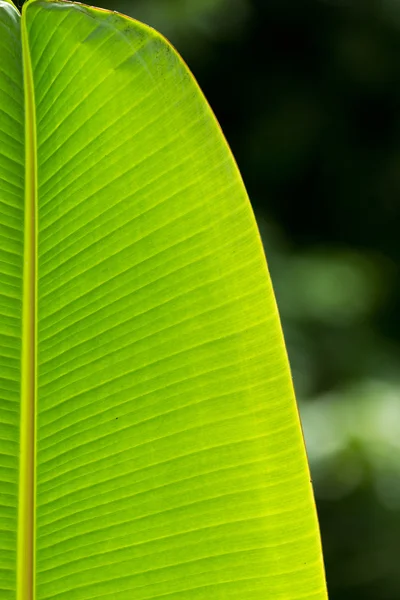 Folhas de banana — Fotografia de Stock