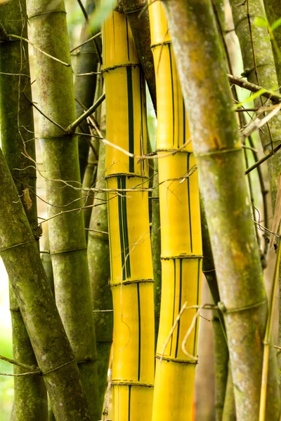 Bambu — Fotografia de Stock