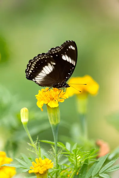 Motyl na kwiat — Zdjęcie stockowe