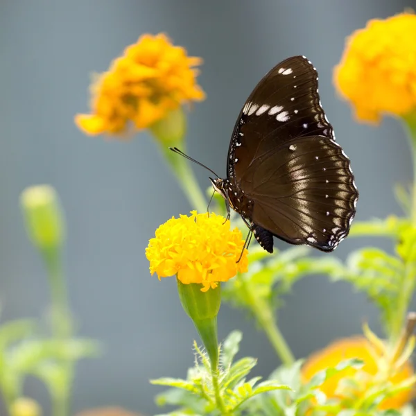 Mariposa en flor — Foto de Stock