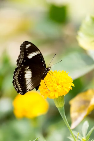 Mariposa en flor — Foto de Stock