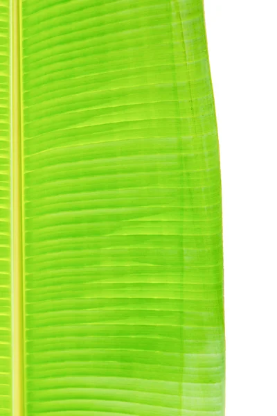 Банановые листья — стоковое фото