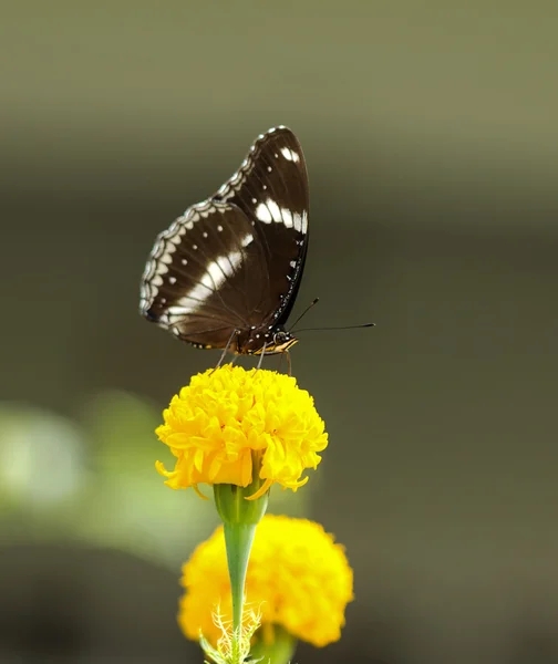 Farfalla sul fiore — Foto Stock