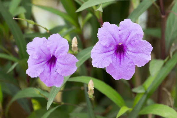 Flores púrpuras — Foto de Stock