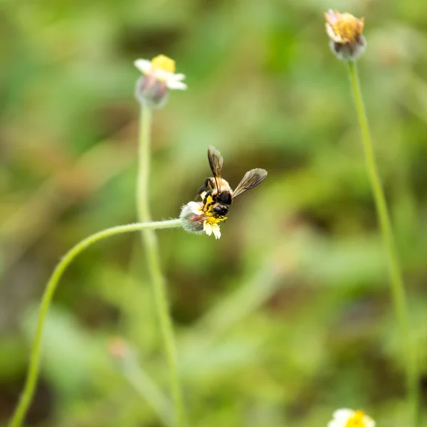 Biene — Stockfoto