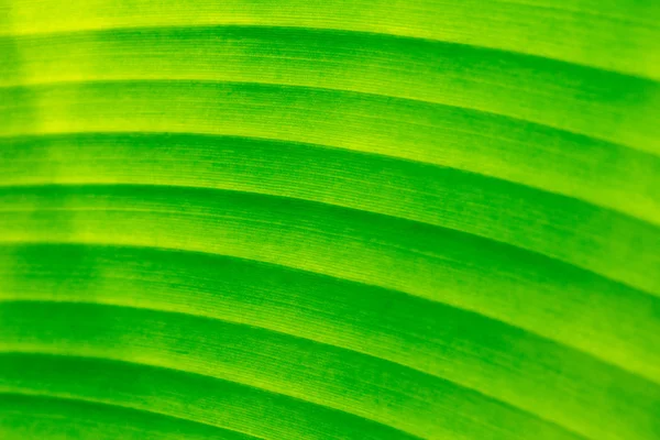 Banánové listí — Stock fotografie