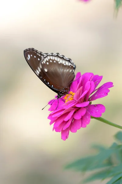 Papillon sur fleur — Photo