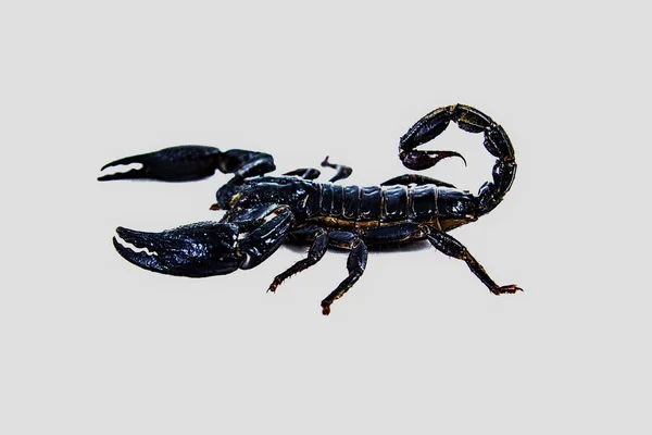 Scorpion — Stock fotografie