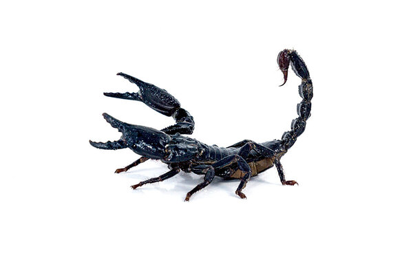 Scorpion