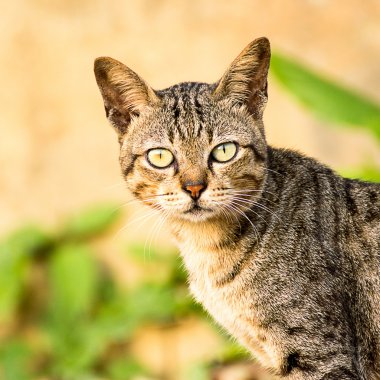 kedi, hayvan