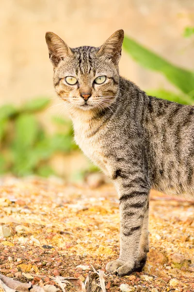 Kat, huisdier — Stockfoto