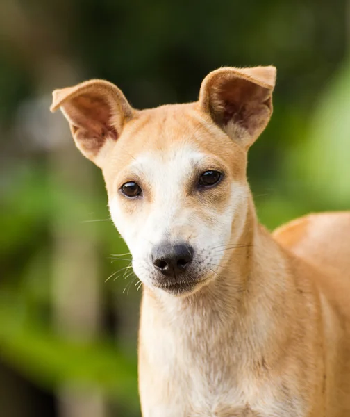 Pies, Tajlandia — Zdjęcie stockowe