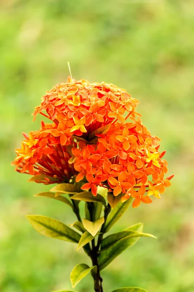 Flor, Ixora — Fotografia de Stock