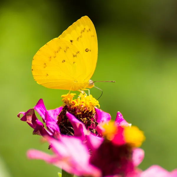 Motyl na kwiat — Zdjęcie stockowe