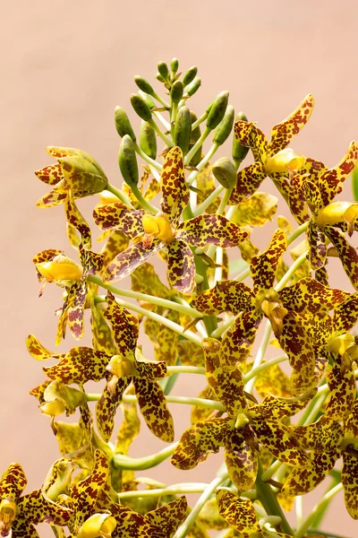 Orquídea — Fotografia de Stock