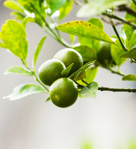 Orange — Stock Photo, Image