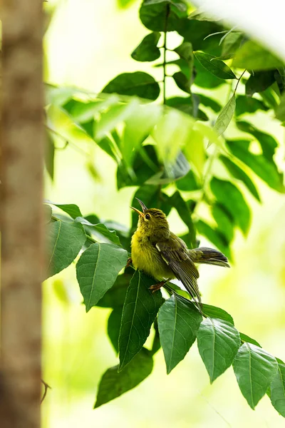 Griglia — Foto Stock