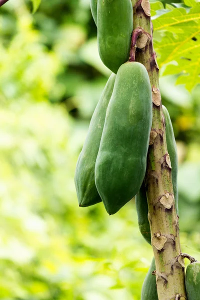 Papaya — Stock Photo, Image