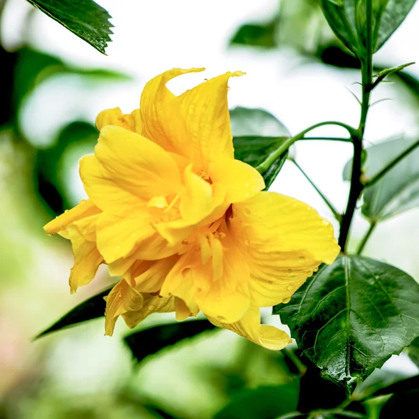 Hibiscus çiçeği. — Stok fotoğraf