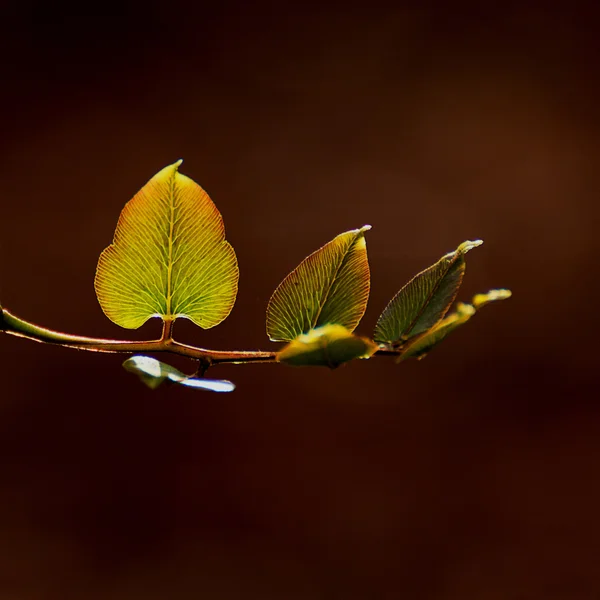 Folhas, Fetos — Fotografia de Stock