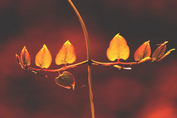 Fern, achtergrond — Stockfoto