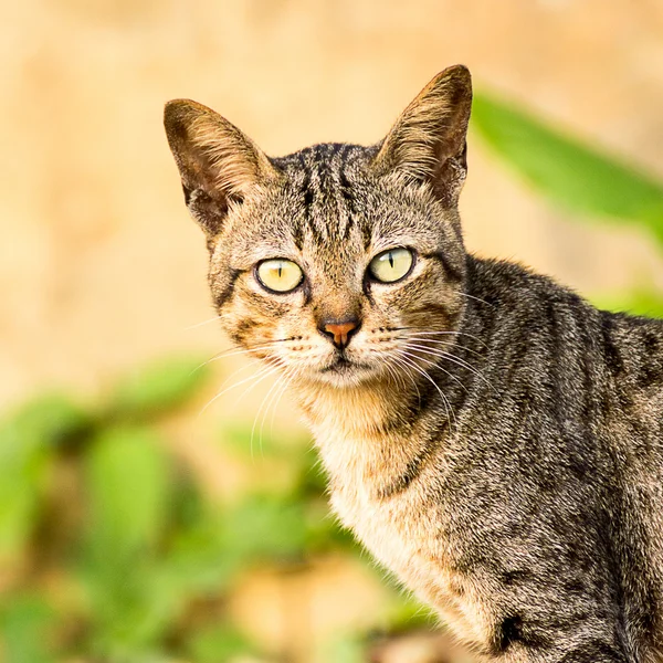 Kat, huisdier — Stockfoto