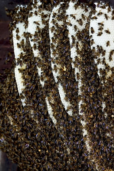 Bienenwaben — Stockfoto