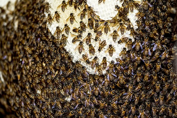 Bienenwaben — Stockfoto