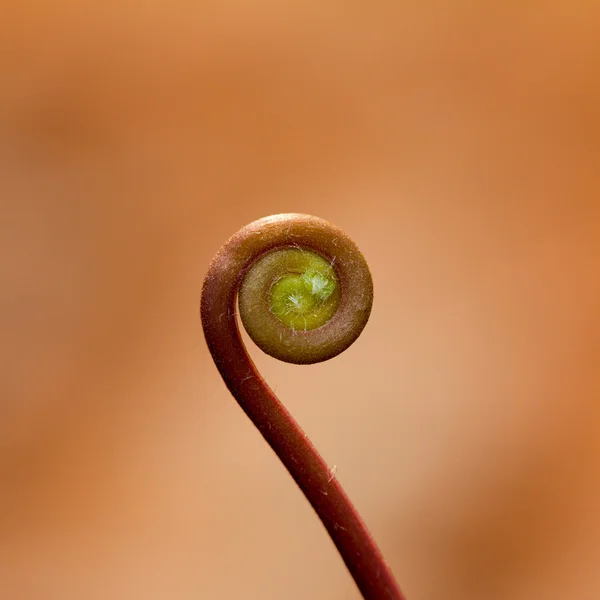 シダの葉 — ストック写真