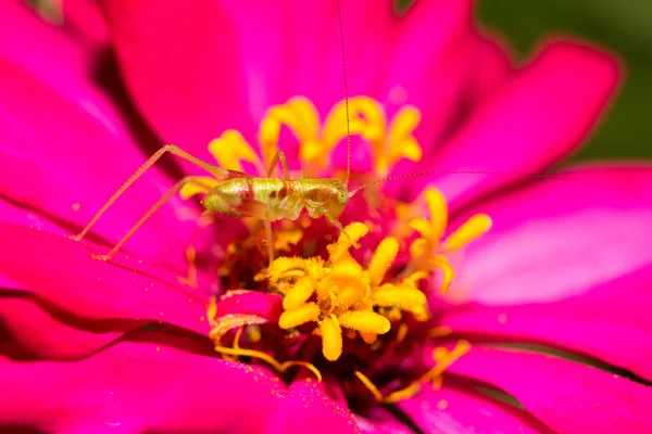 Zlatá kobylka — Stock fotografie