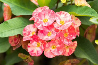 dikenli, İsa'nın diken taç