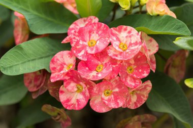 dikenli, İsa'nın diken taç